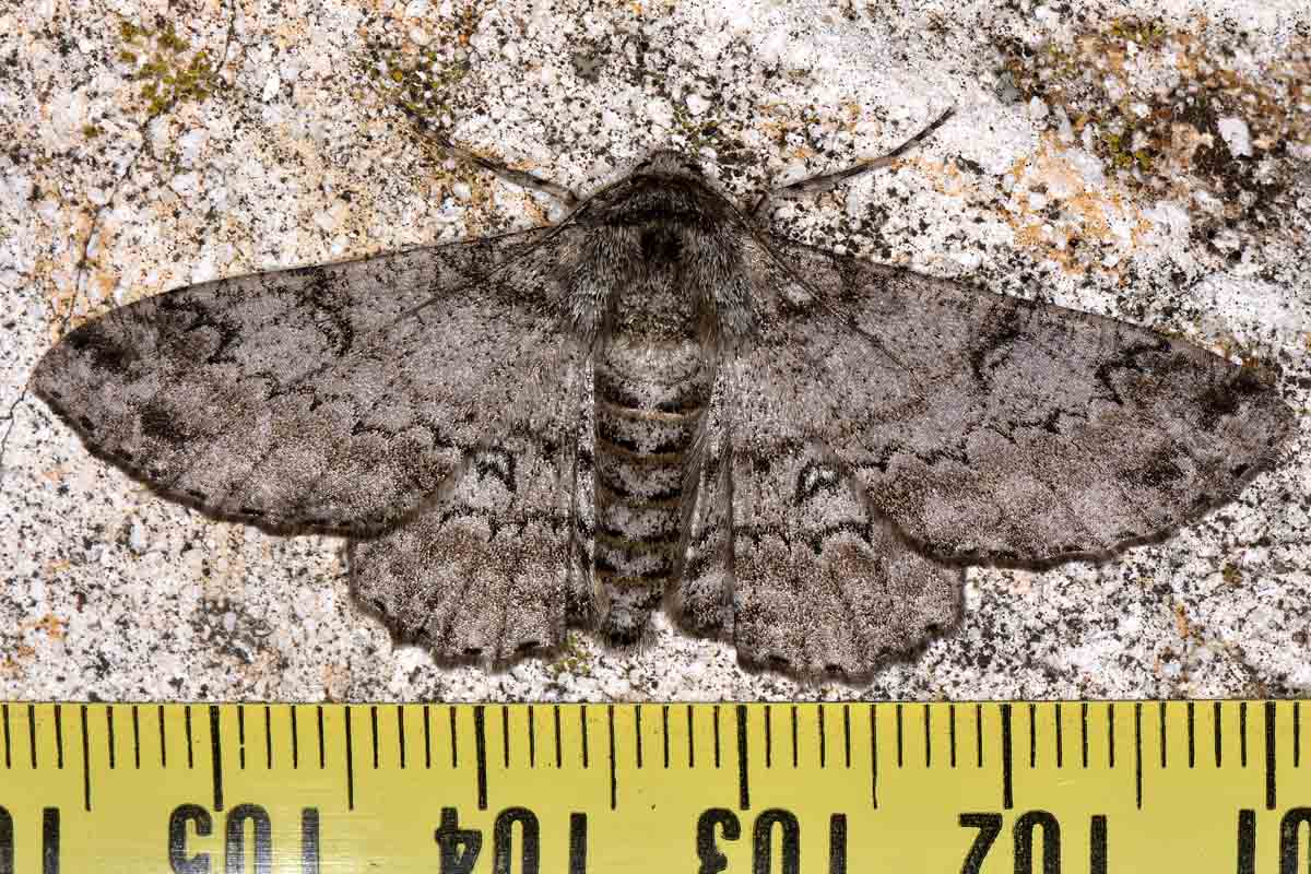 Falena da id. - Ascotis selenaria, Geometridae